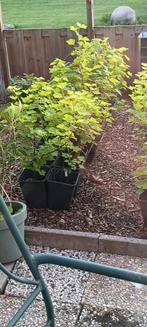Rode bessen struiken jonkheer van tets, Tuin en Terras, Planten | Tuinplanten, Ophalen of Verzenden, Lente, Fruitplanten, Volle zon