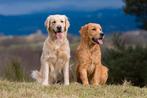 Warm huis aangeboden voor labrador of golden retriever, Dieren en Toebehoren, Honden | Retrievers, Spaniëls en Waterhonden, Particulier
