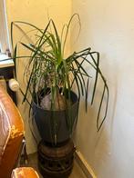Mooie kamerplant - Olifantspoot, Huis en Inrichting, Kamerplanten, Ophalen, Halfschaduw, In pot, Minder dan 100 cm