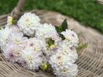 ===> Dahlia knollen Eveline paars wit <===, Ophalen of Verzenden, Voorjaar, Volle zon, Knol
