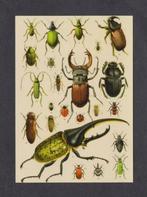 Insecten Vliegend Hert Kever Lieveheersbeestje Vuurwants., Overige soorten, Ongelopen, Ophalen of Verzenden, 1980 tot heden
