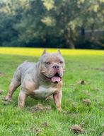 American Bully Pocket open for stud (dekreu), Dieren en Toebehoren, Honden | Dekreuen, Rabiës (hondsdolheid), Reu, Eén hond, 3 tot 5 jaar