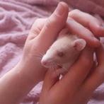 Rittens Ratjes , gezond❤️ en social direct beschikbaar, Dieren en Toebehoren, Knaagdieren, Rat, Juni, Meerdere dieren, Tam