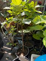 Vijgenboom Verdino 1 meter 2 jaar oud, Ophalen, Minder dan 100 cm, Lente, Volle zon