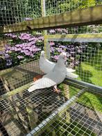 Koppel Memeler hoogvliegers, Meerdere dieren