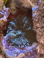 Ricordea yuma green soft koraal, Overige typen, Zoutwatervis