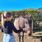 Paardencoach voor jou! Zelhem, Dieren en Toebehoren, Ophalen, Nieuw, Overige soorten