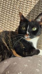 Twee lieve katten zoeken een nieuw, liefdevol thuis, Dieren en Toebehoren, Katten en Kittens | Overige Katten, Poes