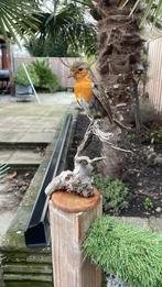 Opgezette vogel taxidermie mancave, Verzamelen, Dierenverzamelingen, Ophalen of Verzenden, Zo goed als nieuw, Vogel, Opgezet dier