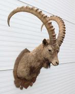Grote opgezette kop SIBERISCHE STEENBOK (Capra ibex sib.), Verzamelen, Ophalen, Gebruikt, Wild dier, Opgezet dier