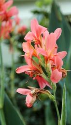 Canna zaden roze, Tuin en Terras, Bloembollen en Zaden, Ophalen of Verzenden, Volle zon