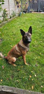 Lieve Mechelse herder zoekt nieuw warm thuis, Dieren en Toebehoren, Honden | Herdershonden en Veedrijvers, Rabiës (hondsdolheid)