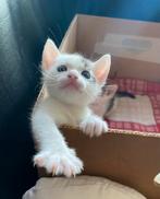 2 mooie kittens, Meerdere dieren, 0 tot 2 jaar