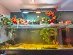 Groot aquarium 200cm, Ophalen, Zo goed als nieuw, Leeg aquarium