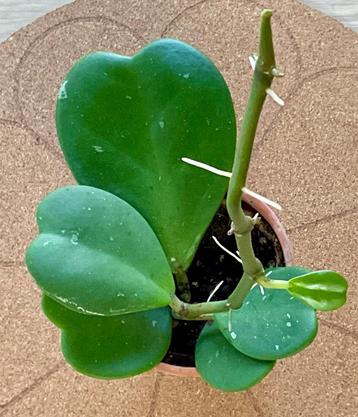 Hoya kerrii stek kamerplant stekje hartjesplant hartje plant beschikbaar voor biedingen