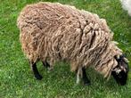 Ouessant ooien, Dieren en Toebehoren, Schapen, Geiten en Varkens, Vrouwelijk, Schaap