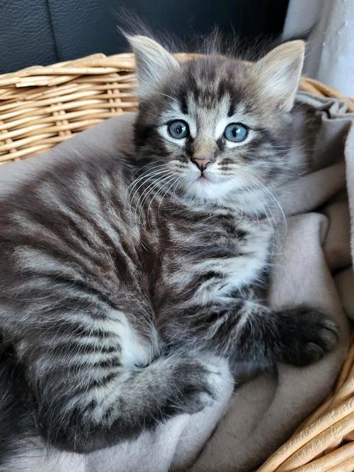 Ragdoll X kittens, Dieren en Toebehoren, Katten en Kittens | Raskatten | Langhaar, Meerdere dieren
