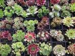 huislook diversen soorten GRATIS VERZENDING !, Tuin en Terras, Overige soorten, Volle zon, Vaste plant, Verzenden