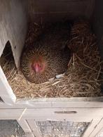 Broedse hen met 11 broedeieren, Dieren en Toebehoren, Pluimvee, Vrouwelijk, Kip