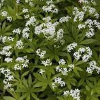 Bodembedekker Galium Odoratum "Lieve vrouwe bedstro", Ophalen, Overige soorten, Halfschaduw