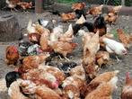 Kippen en hanen, Dieren en Toebehoren, Pluimvee, Meerdere dieren, Kip