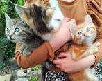 3 schattige kittens, Dieren en Toebehoren, Katten en Kittens | Overige Katten, Kortharig, Meerdere dieren, 0 tot 2 jaar