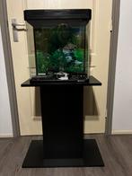 Aquarium met zuil, Ophalen of Verzenden, Zo goed als nieuw, Leeg aquarium