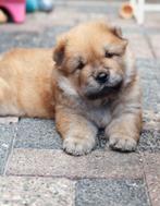 1 Prachtige Chow Chow pup te koop Reu, Rabiës (hondsdolheid), Overige rassen, 8 tot 15 weken, Meerdere