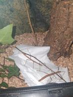 Wandelende takken, Dieren en Toebehoren, Insecten en Spinnen, Wandelende tak