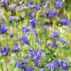 Wilde Akelei Aquilegia Vulgaris, Ophalen of Verzenden, Voorjaar, Volle zon, Zaad