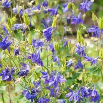 Wilde Akelei Aquilegia Vulgaris  beschikbaar voor biedingen