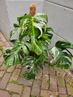 Monstera Deliciosa Variegata p21, 2 planten per pot. (3), Huis en Inrichting, Kamerplanten, Overige soorten, Minder dan 100 cm