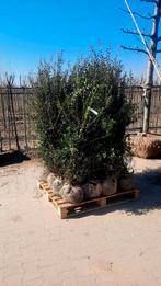 Osmanthus Burkwoodii 🌿 haagplant, Tuin en Terras, Planten | Bomen, Ophalen, Volle zon, Overige soorten