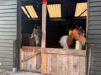Plek vrij op uitloop stal!, Dieren en Toebehoren, Stalling en Weidegang