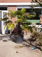 Palm, Tuin en Terras, Planten | Bomen, Bloeit niet, 100 tot 250 cm, Palmboom, Ophalen