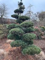 Te koop Pinus strobus Krugers Liliput vormsnoei tuinbonsai, Tuin en Terras, Ophalen