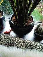 mooie plant met pot, Ophalen