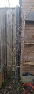 Boompje gratis, Tuin en Terras, Ophalen, Laurier