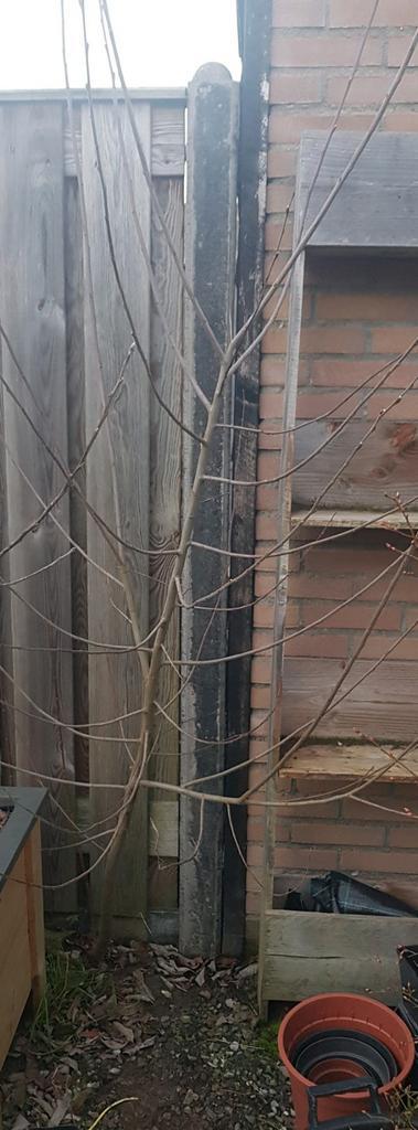 Boompje gratis, Tuin en Terras, Planten | Struiken en Hagen, Laurier, Ophalen