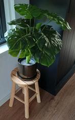 Kunstplant Monstera met pot, schotel en houten kruk, Ophalen, Zo goed als nieuw, Binnen
