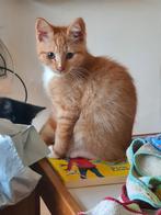 2 lieve katerjes van 4 maanden., Dieren en Toebehoren, Katten en Kittens | Overige Katten, Kater