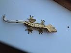 Wimpergekko Man, Overige soorten, Tam, 0 tot 2 jaar