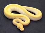1.0 Albino Butter Super Enchi (Pastel) 50%het Pied, Slang
