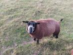 Blauwe texelaar, Dieren en Toebehoren, Schapen, Geiten en Varkens, Vrouwelijk, Schaap