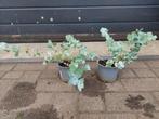 Eucalyptus Gunnii - Eucalyptusplant / Gomboom H: 20 - 25 cm., Tuin en Terras, Planten | Tuinplanten, Volle zon, Vaste plant, Bloeit niet
