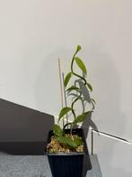 “Vanille planfolia plant” Profesioneel gekweekt, Ophalen of Verzenden, Nieuw, Kweeklamp