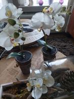 3 x orchideeën, Ophalen of Verzenden, Zo goed als nieuw