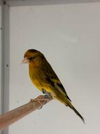 Bastaarden - hybrides - kruisingen, Mannelijk, Wildzangvogel, Geringd