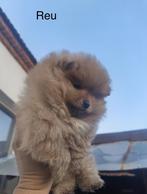 Prachtige mini Pomeriaan puppy’s ( bear face ), Dieren en Toebehoren, Honden | Poolhonden, Keeshonden en Oertypen, België, Particulier