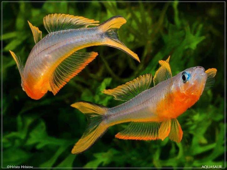 10x Pseudomugil Furcatus: 4 mannetjes, 6 vrouwtjes, Dieren en Toebehoren, Vissen | Aquariumvissen, Zoetwatervis, Vis